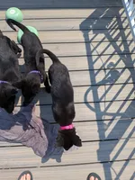 Cleo (Cleopatra), a female Belgian Malinois and German Shepherd Dog for sale in Big Lake, MN – 8 of 10