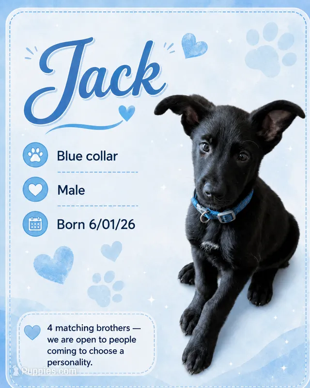 Jack  – Belgian Malinois, German Shepherd Dog puppy for sale in Big Lake, MN