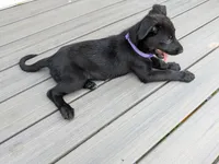 Ares, a male Belgian Malinois and German Shepherd Dog for sale in Big Lake, MN – 3 of 5