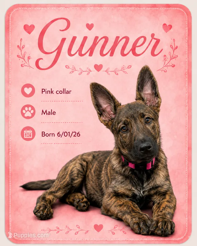 Gunner  – Belgian Malinois, German Shepherd Dog puppy for sale in Big Lake, MN