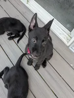 Cleo (Cleopatra), a female Belgian Malinois and German Shepherd Dog for sale in Big Lake, MN – 3 of 10