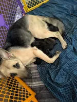 Bolt, a male Belgian Malinois and German Shepherd Dog for sale in Big Lake, MN – 2 of 6