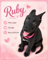 Ruby, a female Belgian Malinois and German Shepherd Dog for sale in Big Lake, MN – 1 of 1