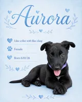 Aurora (rori), a female Belgian Malinois and German Shepherd Dog for sale in Big Lake, MN – 1 of 1