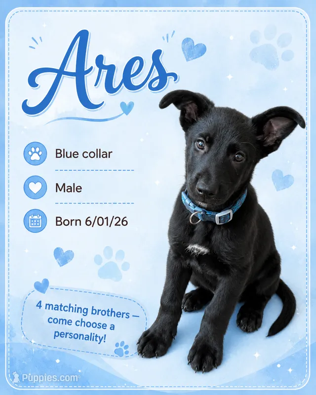 Ares – Belgian Malinois, German Shepherd Dog puppy for sale in Big Lake, MN