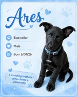 Ares, a male Belgian Malinois and German Shepherd Dog for sale in Big Lake, MN – 1 of 5