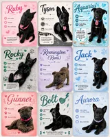 Rocky , a male Belgian Malinois and German Shepherd Dog for sale in Big Lake, MN – 9 of 10