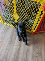 Jack , a male Belgian Malinois and German Shepherd Dog for sale in Big Lake, MN – 4 of 8