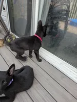 Cleo (Cleopatra), a female Belgian Malinois and German Shepherd Dog for sale in Big Lake, MN – 7 of 10