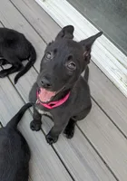 Cleo (Cleopatra), a female Belgian Malinois and German Shepherd Dog for sale in Big Lake, MN – 2 of 10