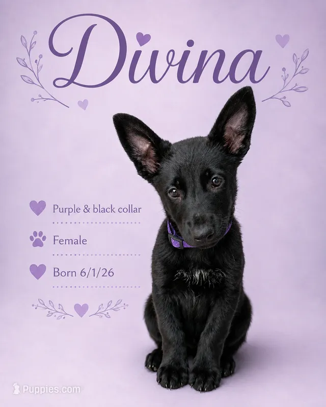Davina – Belgian Malinois, German Shepherd Dog puppy for sale in Big Lake, MN