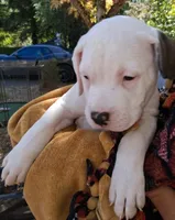 Diesel, a male American Bulldog for sale in Grants Pass, OR – 5 of 5