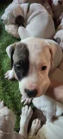 Mckenzie, a female American Bulldog for sale in Grants Pass, OR – 2 of 5