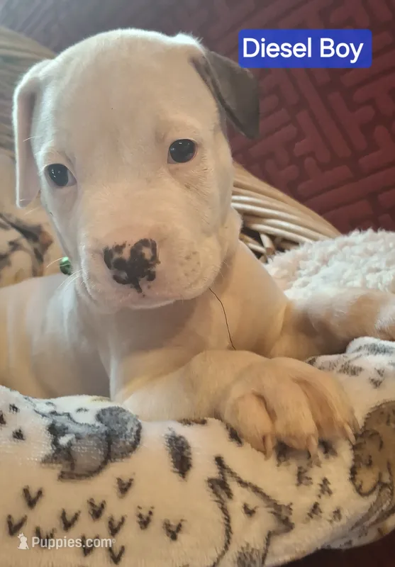 Diesel – American Bulldog puppy for sale in Grants Pass, OR