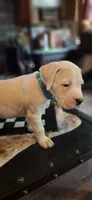 Diesel, a male American Bulldog for sale in Grants Pass, OR – 2 of 5
