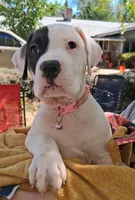 Mckenzie, a female American Bulldog for sale in Grants Pass, OR – 5 of 5