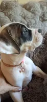 Mckenzie, a female American Bulldog for sale in Grants Pass, OR – 3 of 5