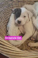 Mckenzie, a female American Bulldog for sale in Grants Pass, OR – 1 of 5