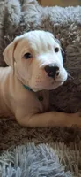 Diesel, a male American Bulldog for sale in Grants Pass, OR – 4 of 5