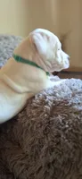 Diesel, a male American Bulldog for sale in Grants Pass, OR – 3 of 5