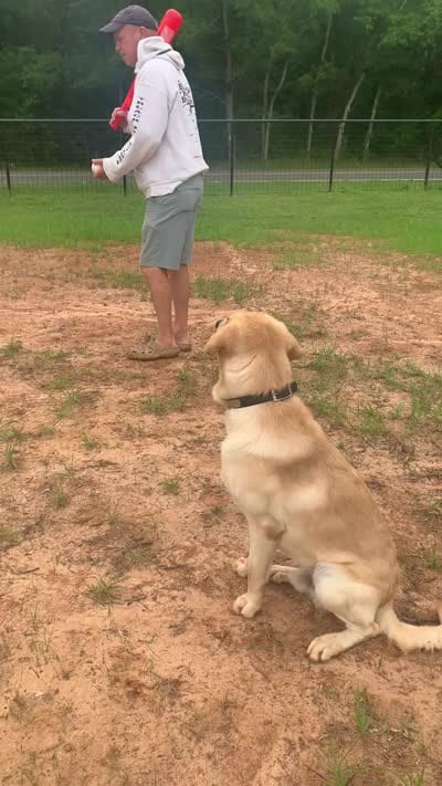 Maxx, a male Labrador Retriever for sale in Keithville, LA – 4 of 5