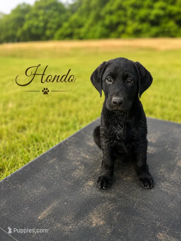 Hondo – Labrador Retriever puppy for sale in Dallas, TX