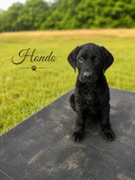 Hondo, a male Labrador Retriever for sale in Dallas, TX – 1 of 3