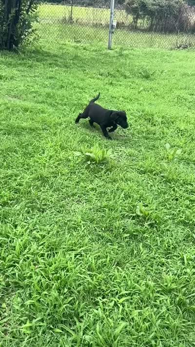 Green, a female Labrador Retriever for sale in Keithville, LA – 5 of 6