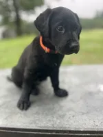 Orange, a male Labrador Retriever for sale in Keithville, LA – 4 of 6