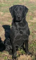 Green, a female Labrador Retriever for sale in Keithville, LA – 3 of 6