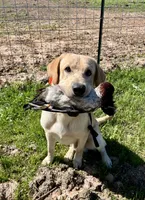 Maxx, a male Labrador Retriever for sale in Keithville, LA – 2 of 5
