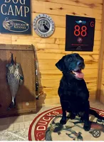 Orange, a male Labrador Retriever for sale in Keithville, LA – 3 of 6