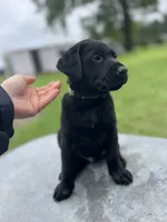 Green, a female Labrador Retriever for sale in Keithville, LA – 2 of 6