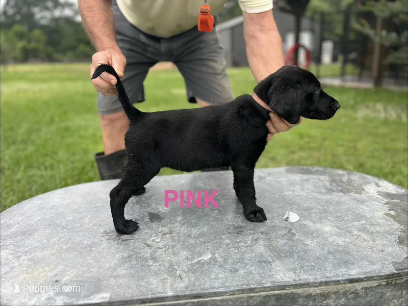Orange – Labrador Retriever puppy for sale in Keithville, LA