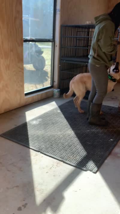 Maxx, a male Labrador Retriever for sale in Keithville, LA – 3 of 5