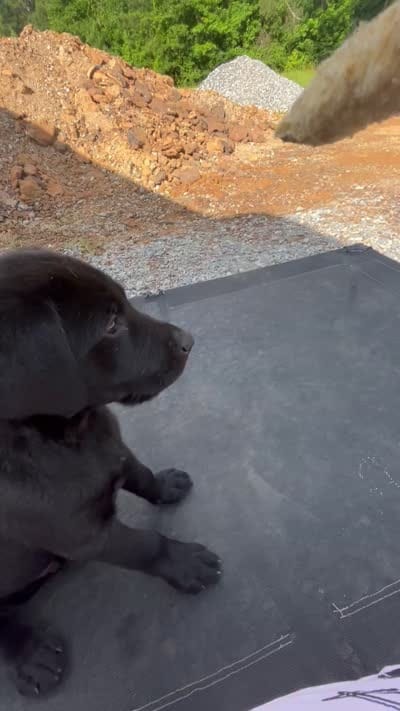 Hondo, a male Labrador Retriever for sale in Dallas, TX – 2 of 3