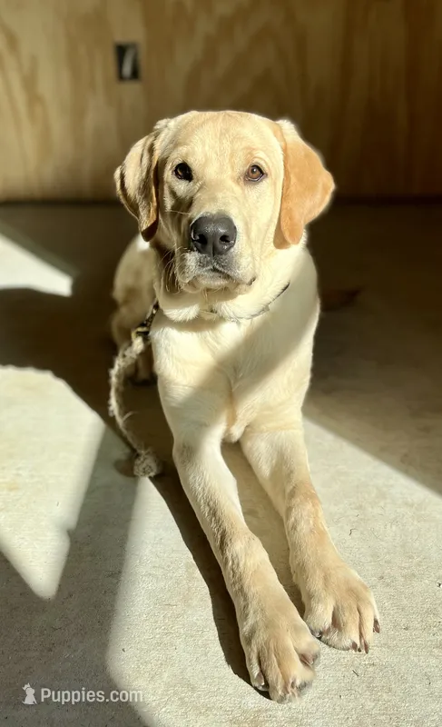 Maxx – Labrador Retriever puppy for sale in Keithville, LA