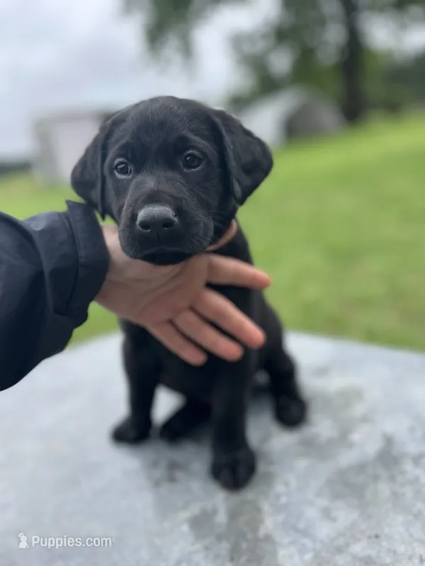 Green – Labrador Retriever puppy for sale in Keithville, LA