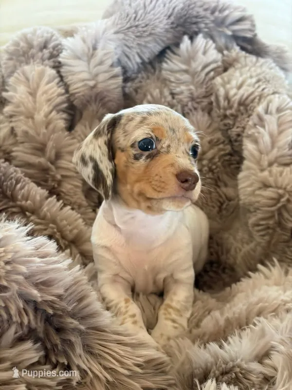 Lucy  – Miniature Dachshund puppy for sale in Elizabeth, CO