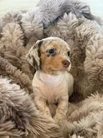 Lucy , a female Miniature Dachshund for sale in Elizabeth, CO – 1 of 1