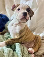 🌼Daisy May🌼Gentle Giant and Future Best Friend! READY NOW!!, a female American Bulldog for sale in Mcdonough, GA – 7 of 8