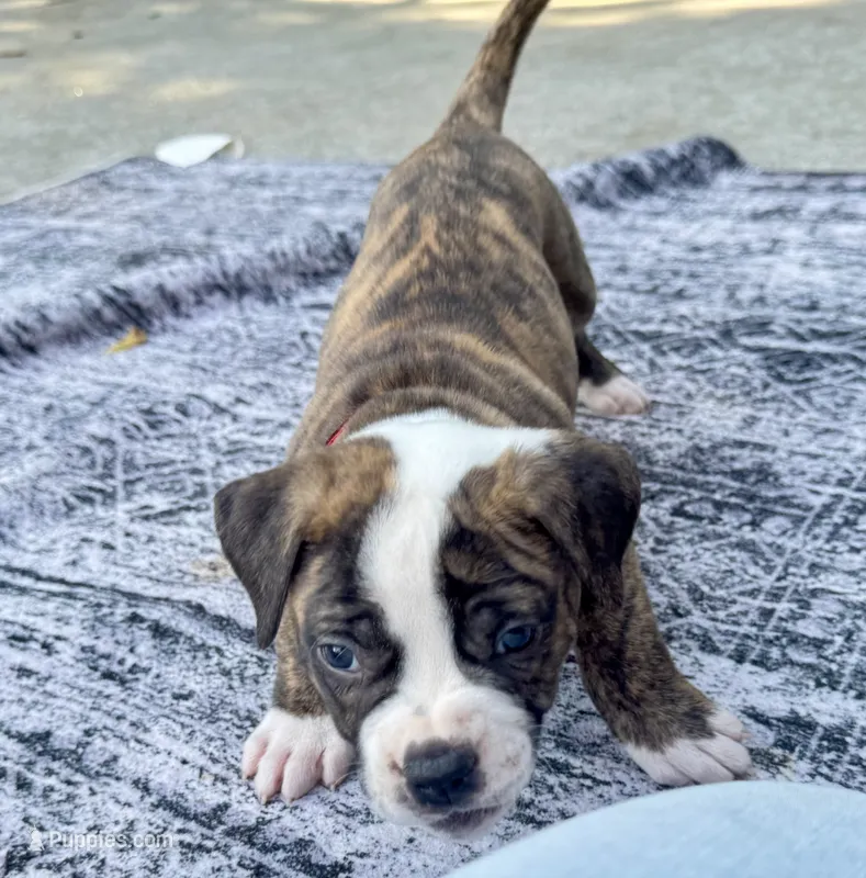 Chunky Handsome Heartthrob Roscoe – American Bulldog puppy for sale in Mcdonough, GA
