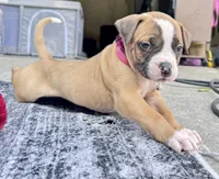 Sadie Ray, a female American Bulldog for sale in Mcdonough, GA – 7 of 9