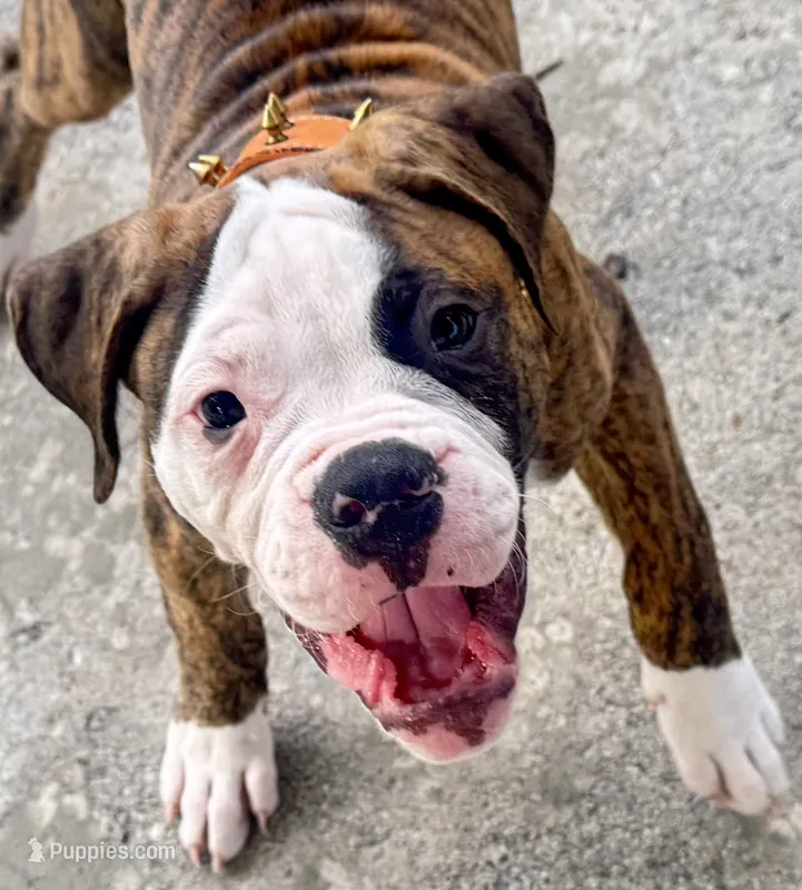 Cletus – The Happy-Go-Lucky Heart Stealer – American Bulldog puppy for sale in Mcdonough, GA