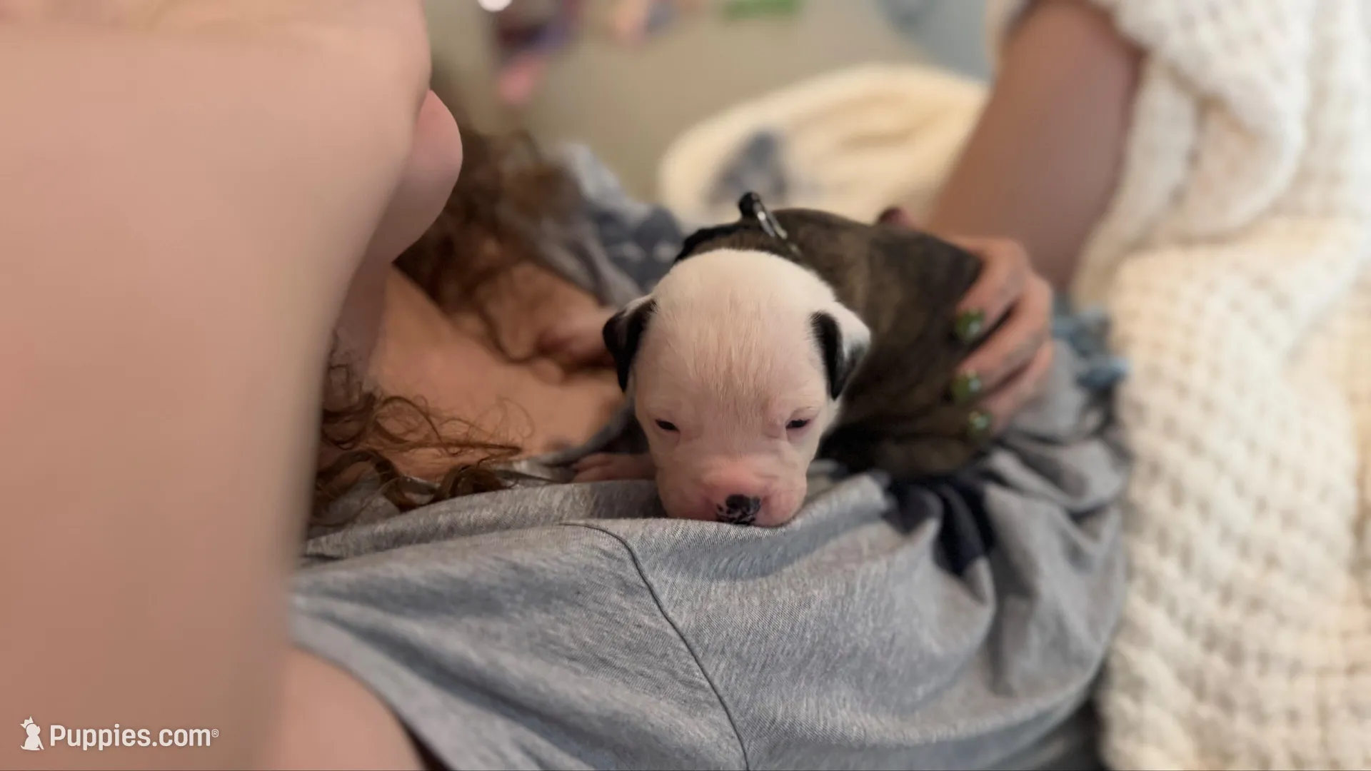 Bo, a male American Bulldog for sale in Mcdonough, GA – 6 of 6