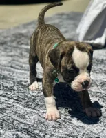 Lula Belle, a female American Bulldog for sale in Mcdonough, GA – 7 of 8