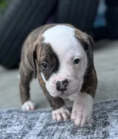 Big lazy love bug ~Waylon The American Bulldog, a male American Bulldog for sale in Mcdonough, GA – 1 of 9