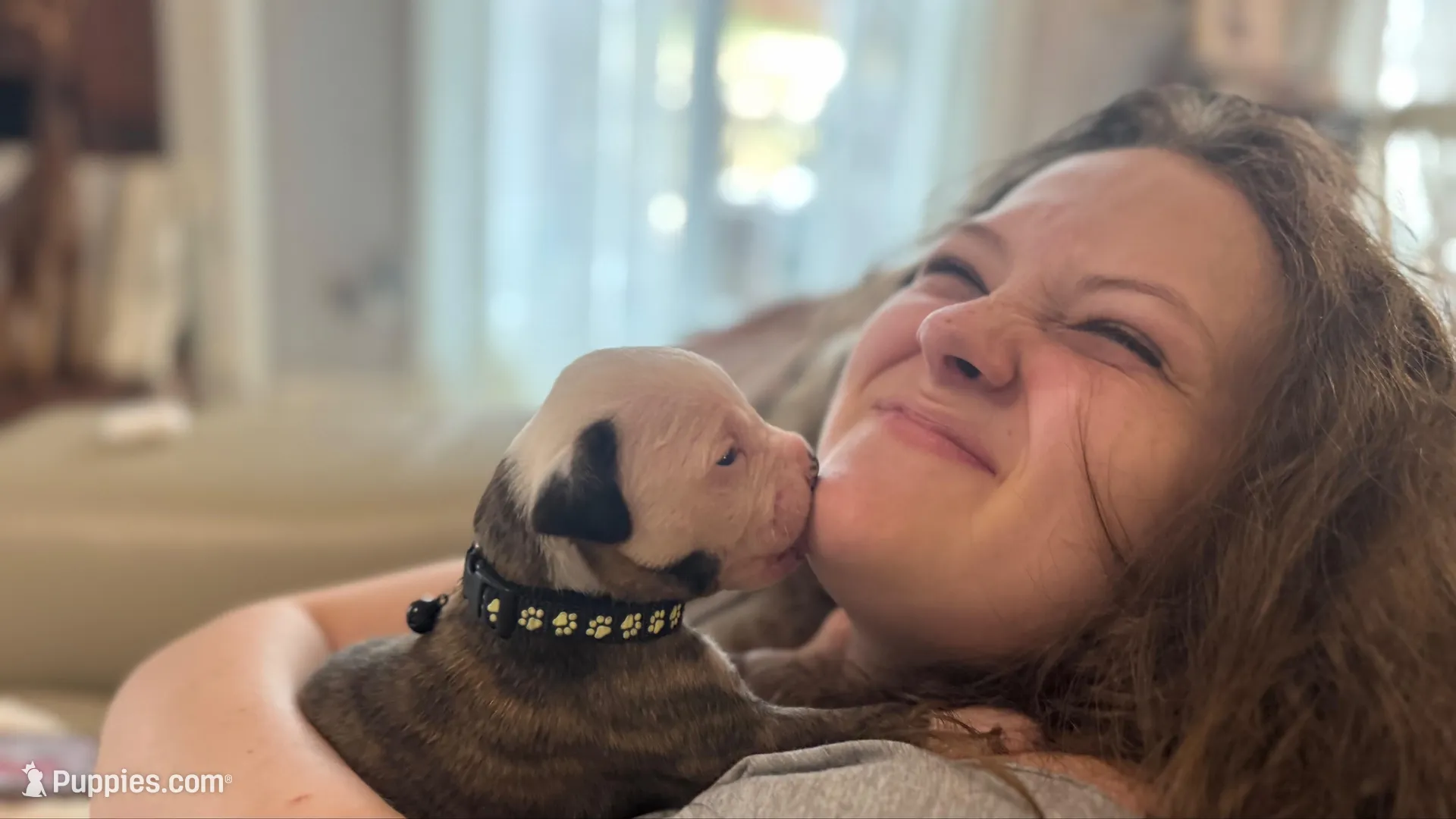 Bo, a male American Bulldog for sale in Mcdonough, GA – 2 of 6
