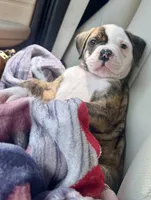 About Waylon — The Shotgun Rider 🤎🚙, a male American Bulldog for sale in Mcdonough, GA – 4 of 10