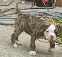 Cletus – The Happy-Go-Lucky Heart Stealer, a male American Bulldog for sale in Mcdonough, GA – 3 of 10